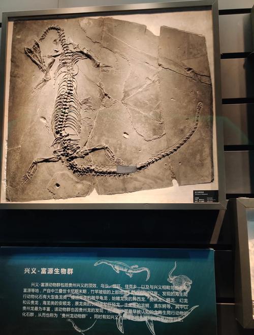 化石最高成交价_私人收藏恐龙化石价值_恐龙化石拍卖市场