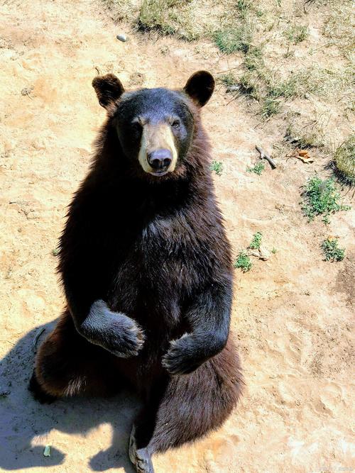 动物园经营困境与整改措施_2026年邯郸动物园搬迁_邯郸佛山野生动物园黑熊出逃事件