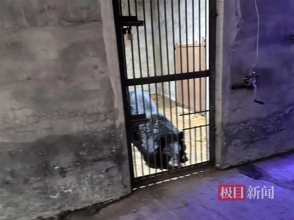 2026年邯郸动物园搬迁_邯郸佛山野生动物园黑熊出逃事件_动物园经营困境与整改措施