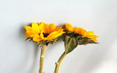 1. 国债疲软意味着什么？