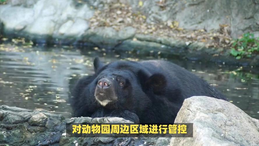 邯郸佛山动物园黑熊出逃，闭园搜寻，曾有多地动物园动物外逃