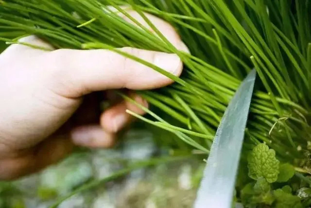天山生物股价12天暴涨5倍，历史走势揭秘