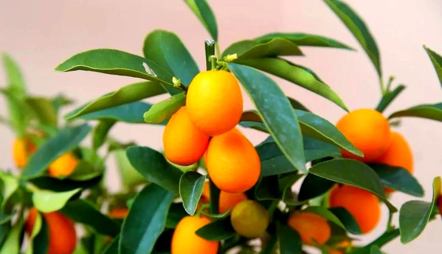 鸿运当头山水画寓意_公司开业礼物推荐_公司开业买什么水果好