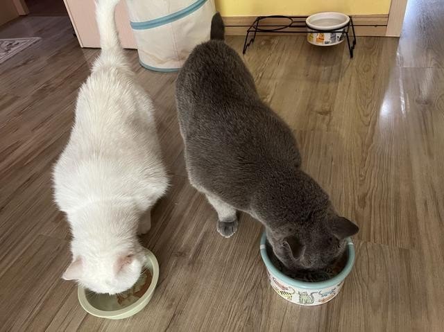 耐威克宠物粮品牌发展历程_中国宠物食品行业发展趋势_进口宠粮的前景分析